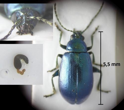 Réf. 205 535 : Altica sp.